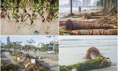 Đà Nẵng sau bão số 13 Kalmaegi: Loạt cây ven biển bật gốc, đường phố ngập rác