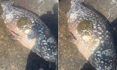 Clip: Cận cảnh con cá mú khổng lồ dài 1,53m, nặng 80kg