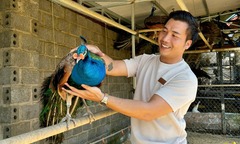 Bỏ nghề lưu diễn, 9X về nuôi loài  "đẹp đến mê mẩn ", bán hơn 3 triệu/cặp vẫn  "cháy hàng "