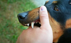 Đồng Nai: Nam thanh niên tử vong sau 20 ngày bị chó cắn