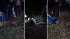 Bắt được trăn  "khủng " dài 3,7 mét, nặng 50kg