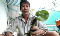 Bỏ phố về quê nuôi loài côn trùng “nhỏ mà có võ”,  8X Cần Thơ có thu nhập  "không tưởng "