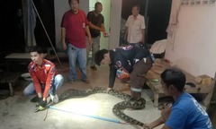 Bắt sống trăn  "khổng lồ " bò vào nhà dân tránh lũ, khiến cả ngôi làng náo loạn