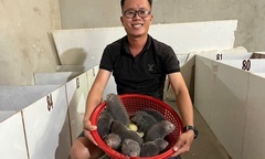 Chán cảnh cơ khí, kỹ sư 9X về quê xây ống gạch nuôi con vật  "nhìn như chuột ", giá 2,8 triệu/cặp