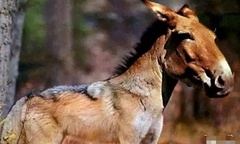 Loài vật quý hiếm tưởng chừng đã tuyệt chủng sau 500.000 năm bỗng xuất hiện trở lại