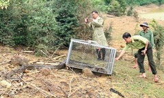 Phát hiện con vật