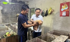 Chán cảnh nuôi tôm, anh nông dân Hà Tĩnh chuyển nuôi con  "mắt kém, mũi thính ", bán 700.000 đồng/kg