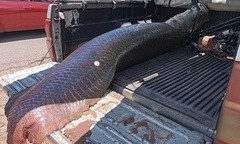 Clip: Ngư dân câu được cá hải tượng  "siêu khủng " nặng hơn 100kg