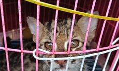 Phát hiện mèo gấm quý hiếm bị thương, người đàn ông cứu sống và bàn giao cho Vườn Quốc gia Cát Tiên