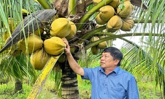Khởi nghiệp từ 2 chỉ vàng, lão nông miền Tây  "hô biến " thành đại gia sở hữu 15ha đất  "thẳng cánh cò bay "