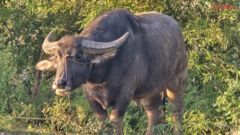 Bị trâu bất ngờ tấn công ngay giữa đồng lúa, cha chồng và con dâu tử vong thương tâm tại Thái Lan