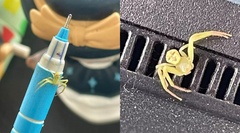 Phát hiện loài nhện với hoa văn cực lạ trên thân, gây bão cộng đồng mạng