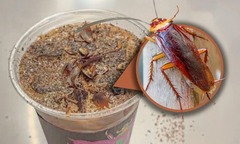 Bảo tàng ở Trung Quốc hút khách khi bán bằng cà phê pha từ... bột gián và ấu trùng sâu vàng