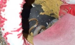 Clip: Xỏ chân vào giày, người phụ nữ sốc nặng phát hiện rắn cuộn tròn bên trong