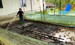 Nuôi loài đặc sản bình dân  "ham nghịch nước ", gia đình thu lãi 300 triệu đồng/năm