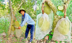 Trồng loại cây ra trái  "thơm lừng khắp xóm ", anh nông dân lãi ròng trên 250 triệu mỗi năm