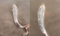 Clip: Bắt được con cá  "lạ " màu trắng, ngư dân vội vàng thả lại xuống sông