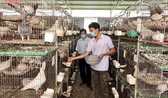 Chàng kỹ sư bỏ phố về quê nuôi chim bồ câu Pháp, thu lãi hơn 500 triệu đồng/năm