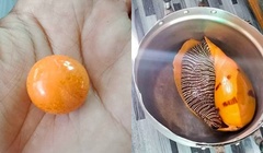 Đang ăn ốc luộc, người đàn ông vô tình cắn trúng  "viên ngọc " 8 tỷ đồng