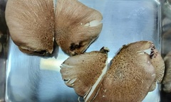 AI nhận diện sai  "nấm độc " thành  "nấm hương ", cụ ông 70 tuổi suýt mất mạng