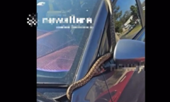 Kinh hãi cảnh trăn “khủng” dài tới 4 m trườn quanh ô tô