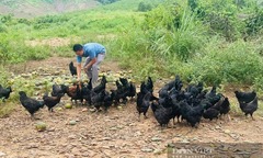 Cho gà  "ăn sang " toàn dưa hấu, dứa mật, anh nông dân  "nuôi đến đâu bán hết đến đó "