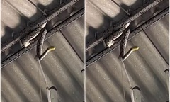 Clip: Kinh hãi cảnh trăn khổng lồ dài 4m treo lơ lửng trên mái nhà tang lễ