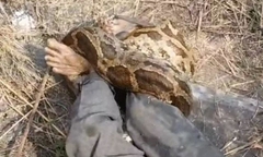 Clip: Đi qua bụi rậm, người đàn ông bị con trăn dài 4,3 mét lao ra siết chặt