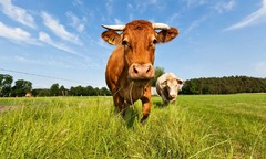 Đang ngủ bị con bò rơi từ mái nhà đè trúng, người đàn ông tử vong thương tâm