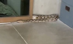 Clip: Tường rung bất thường, chủ cửa hàng hoảng hốt phát hiện con vật đáng sợ