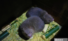 Người dân miền núi Nghệ An thu lời cao từ con siêu gặm nhấm