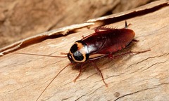 Người đàn ông tử vong thương tâm sau khi tham gia thử thách nuốt gián lấy thưởng