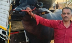 Clip: Cận cảnh con trâu đen khổng lồ được trả giá gần 62 tỷ đồng chủ vẫn quyết không bán