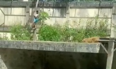 Liều lĩnh vào chuồng sư tử cái, thanh niên 19 tuổi bị tấn công tử vong