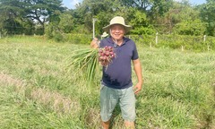 Bỏ ghế giám đốc lương nghìn USD, người đàn ông về quê  "nâng tầm " củ cải, hành tím