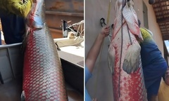 Clip: Ngư dân câu được  "quái vật " cá hải tượng long dài 2,5 mét, nặng 165kg