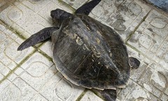 Thả lưới đánh cá, người dân ở Đà Nẵng phát hiện con vật quý hiếm, nặng 17kg