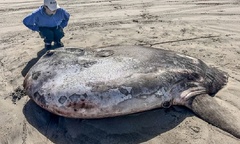 Phát hiện  "thủy quái " dài 2,2 mét xuất hiện trên cạn, các chuyên gia  "đau đầu " vì sự bất thường