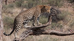 Bất ngờ bị báo tấn công, người đàn ông 45 tuổi tử vong thương tâm