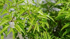 Cây đinh lăng ra hoa có tốt không?