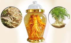 Đinh lăng mấy năm thì ngâm được?