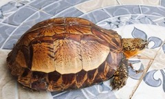 Phát hiện rùa quý hiếm, nặng 0,7kg bò trên đường, người dân giao nộp công an