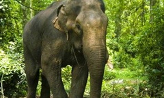 Đang làm nhiệm vụ trong rừng, 3 cán bộ kiểm lâm bị voi tấn công, 1 người tử vong tại Ấn Độ