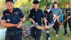 Clip: Ra ao cho cá ăn, người đàn ông hoảng hốt phát hiện  "quái vật dài ngoằng ", nặng 24kg