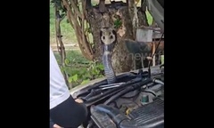 Clip: Hồi hộp trước khoảnh khắc người phụ nữ bắt sống rắn hổ mang chúa dài 1,8 mét