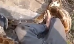 Clip: Bị trăn  "khổng lồ " hơn 4m bất ngờ lao ra từ bụi rậm tấn công, người đàn ông 53 tuổi suýt mất mạng