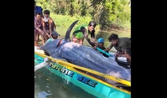Clip: Bắt được cá  "khủng " dài 4,6 mét, nặng 500kg, ngư dân phấn khởi bán 35 triệu đồng
