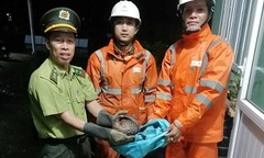 Phát hiện con vật quý hiếm, toàn thân đầy vẩy cứng chạy giữa đường lúc nửa đêm ở Huế
