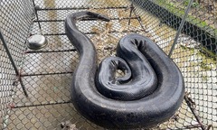 Con vật "dài ngoằng, đen bóng ", nặng 37kg đi "lạc " vào vườn nhà dân ở Hà Tĩnh