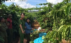 Bắt giữ Phạm Thị Thu Thủy, đối tượng cắt trộm cây cà phê để tuốt lấy quả